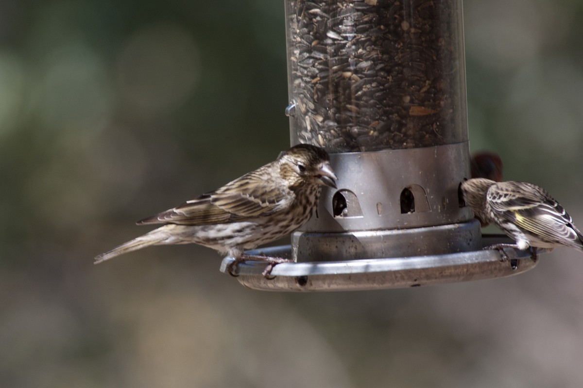 Cassin's Finch - ML620707707