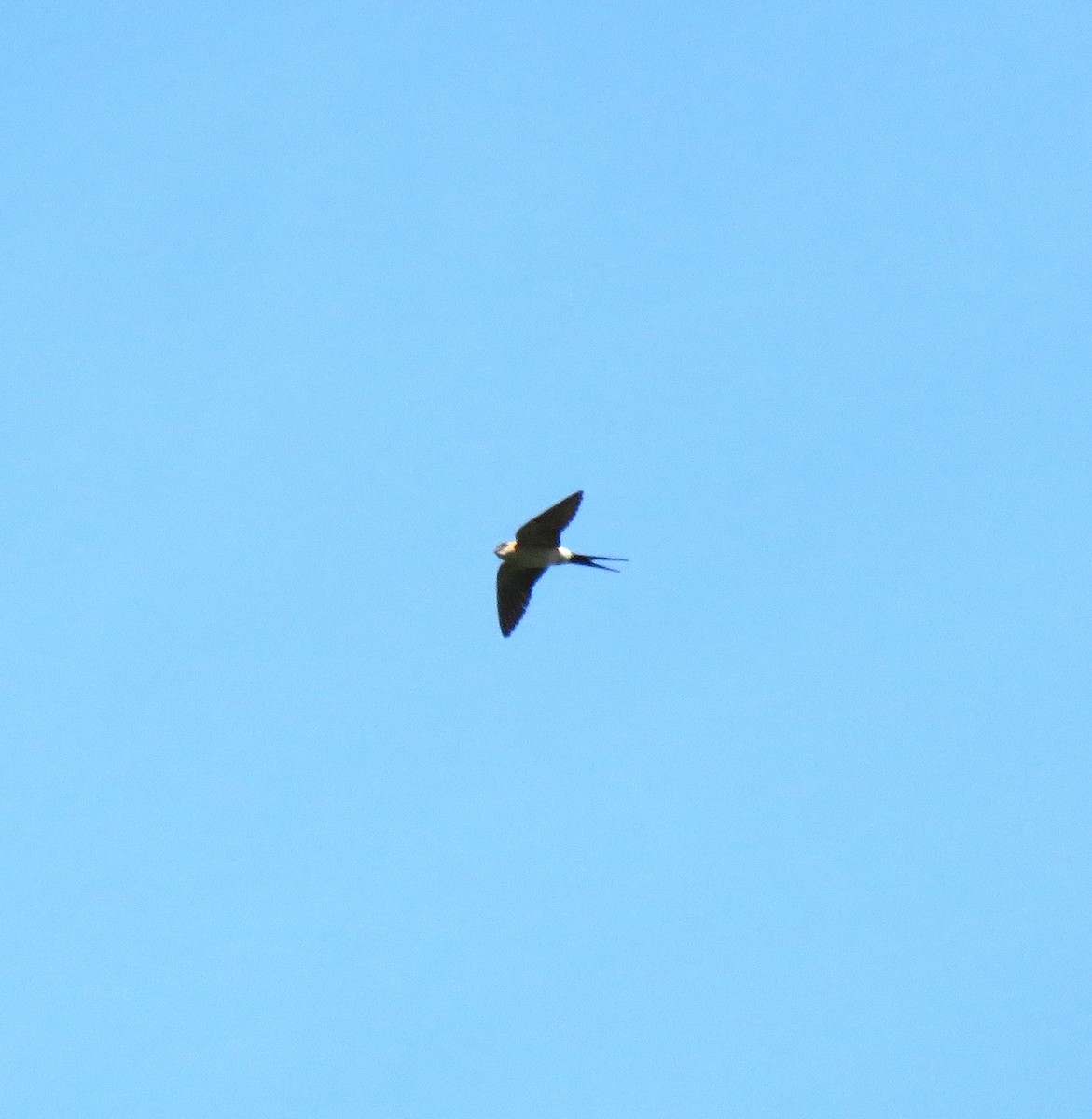 Red-rumped Swallow - ML620707708