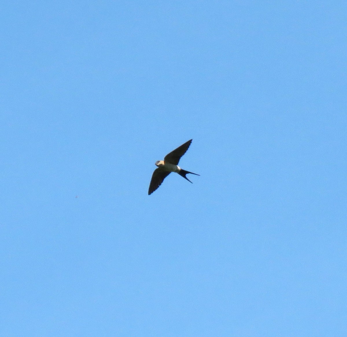 Red-rumped Swallow - ML620707710