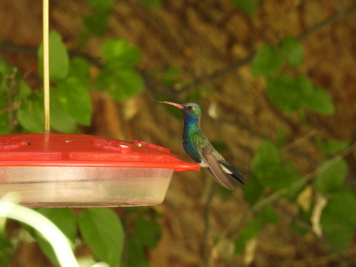 Broad-billed Hummingbird - ML620707715