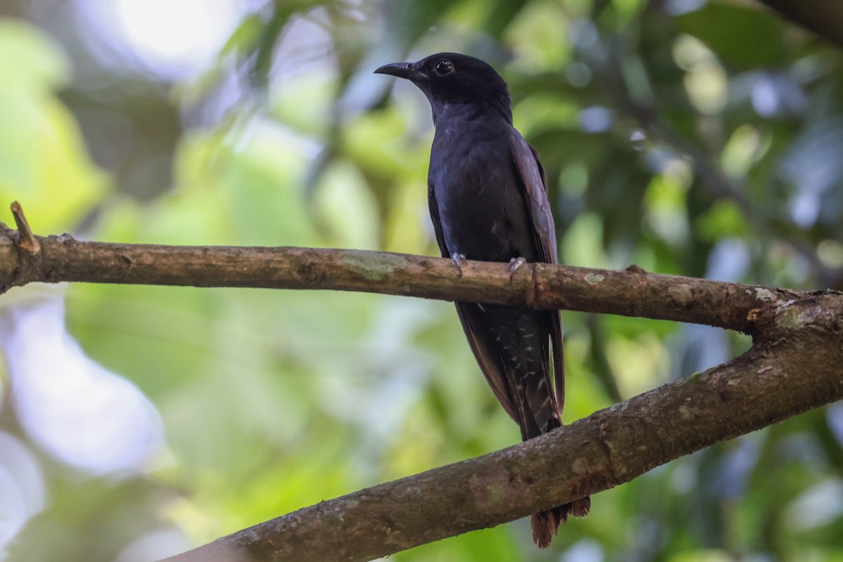 Cuclillo Drongo Colitruncado - ML620707716