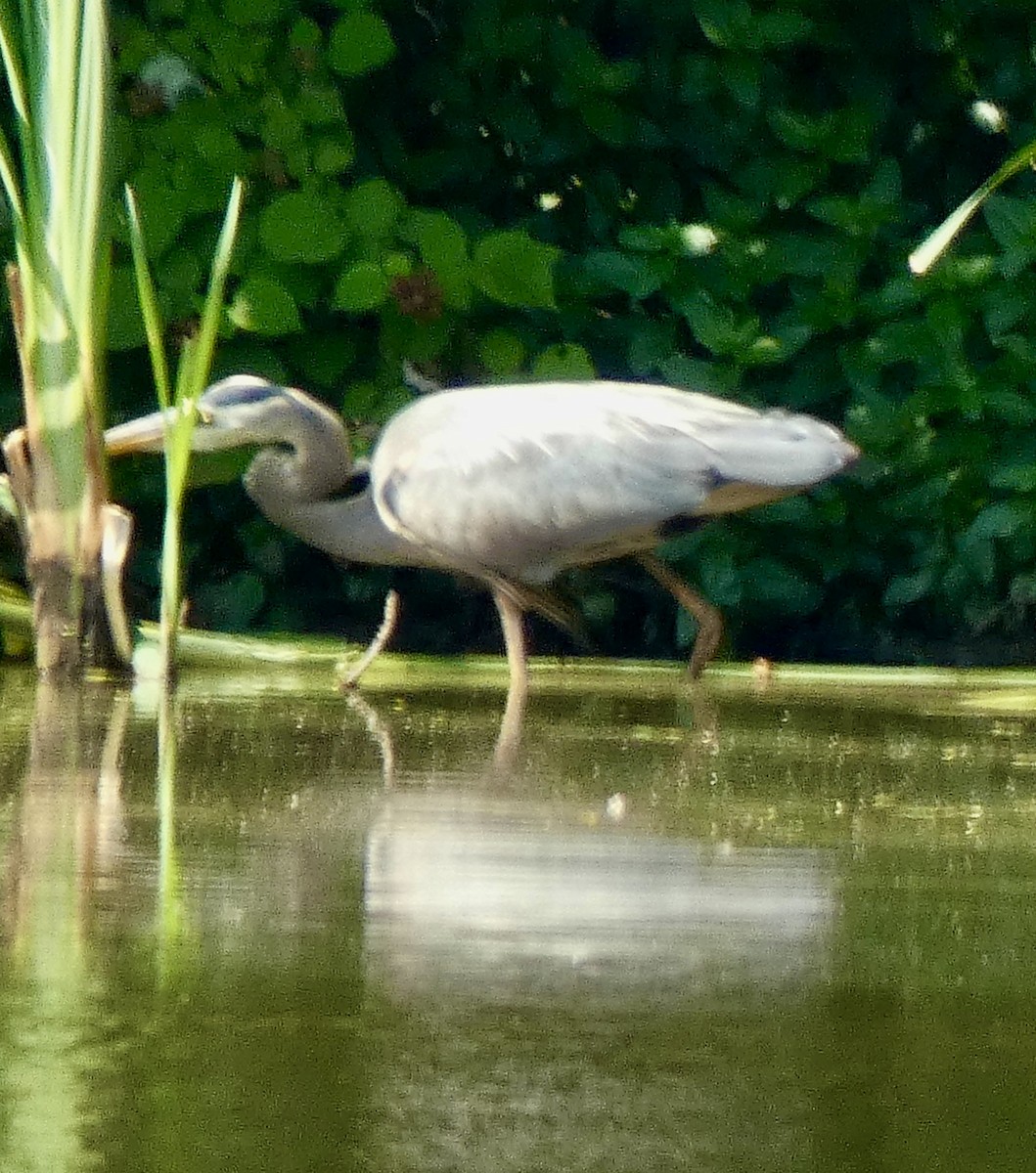 Great Blue Heron - ML620707720