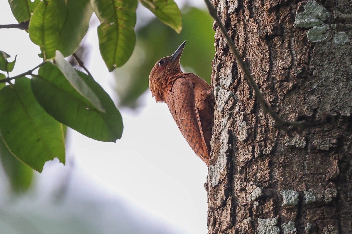 Rufous Woodpecker - ML620707727