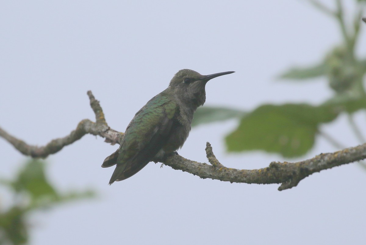 Anna's Hummingbird - ML620707729