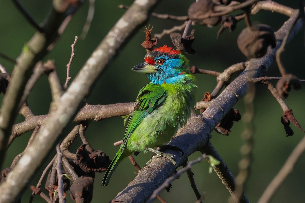 Mavi Boğazlı Barbet - ML620707732