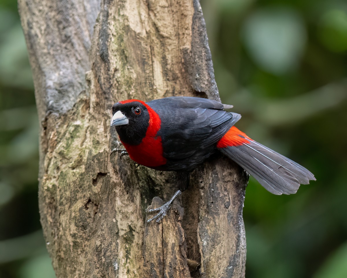 Crimson-collared Tanager - ML620707741