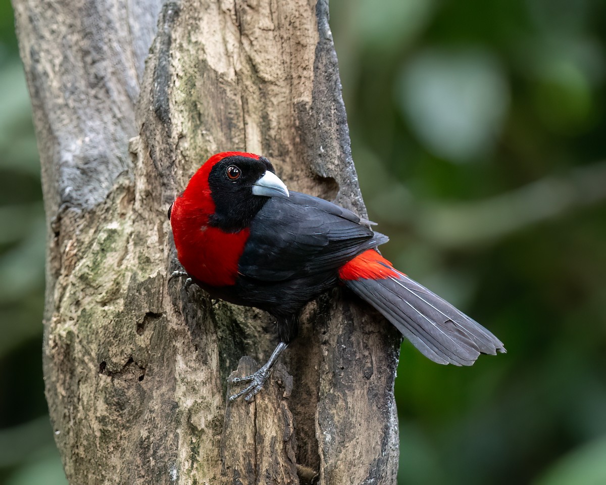 Crimson-collared Tanager - ML620707742