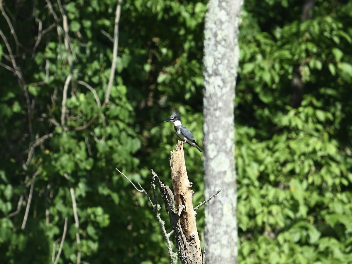 Belted Kingfisher - ML620707744