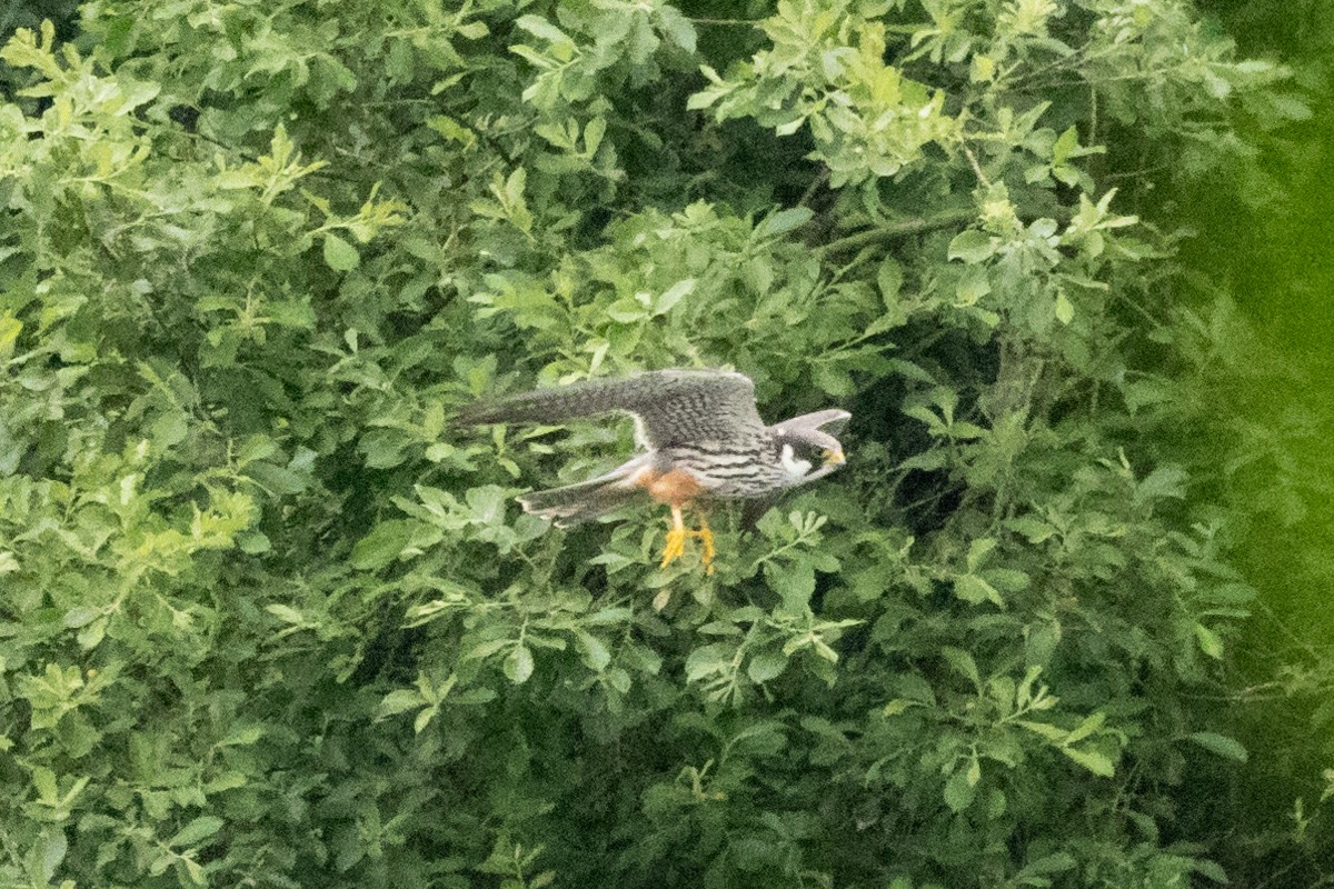 Eurasian Hobby - Jon White