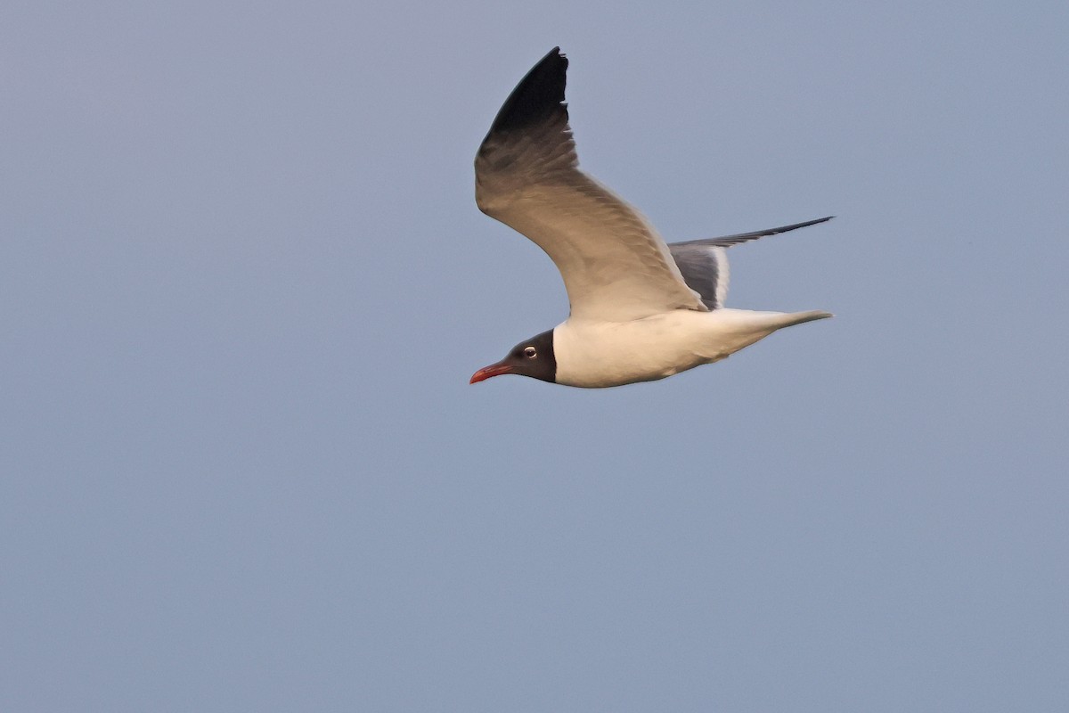 Laughing Gull - ML620707748