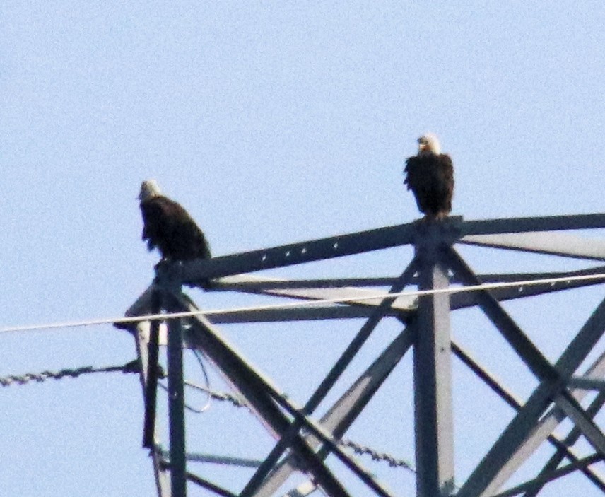 Bald Eagle - ML620707755