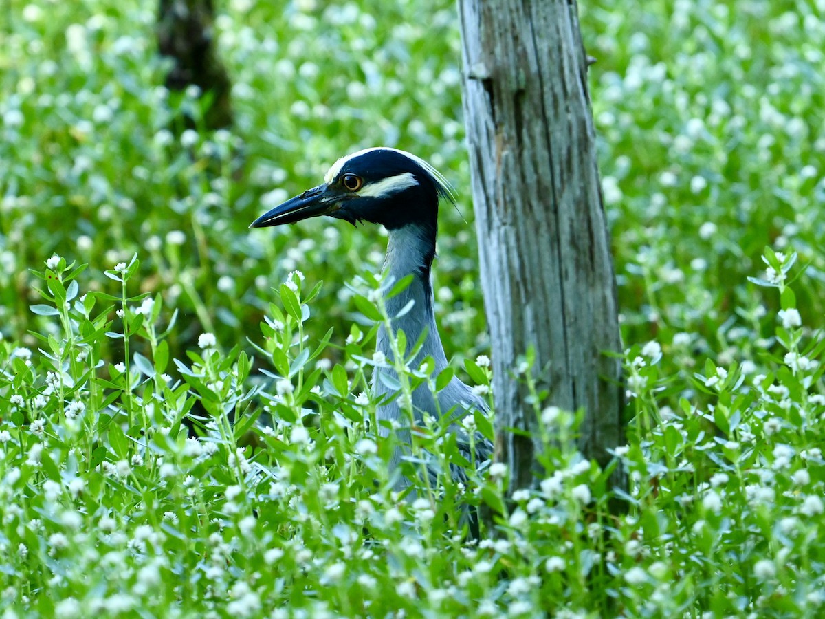 Yellow-crowned Night Heron - ML620707757