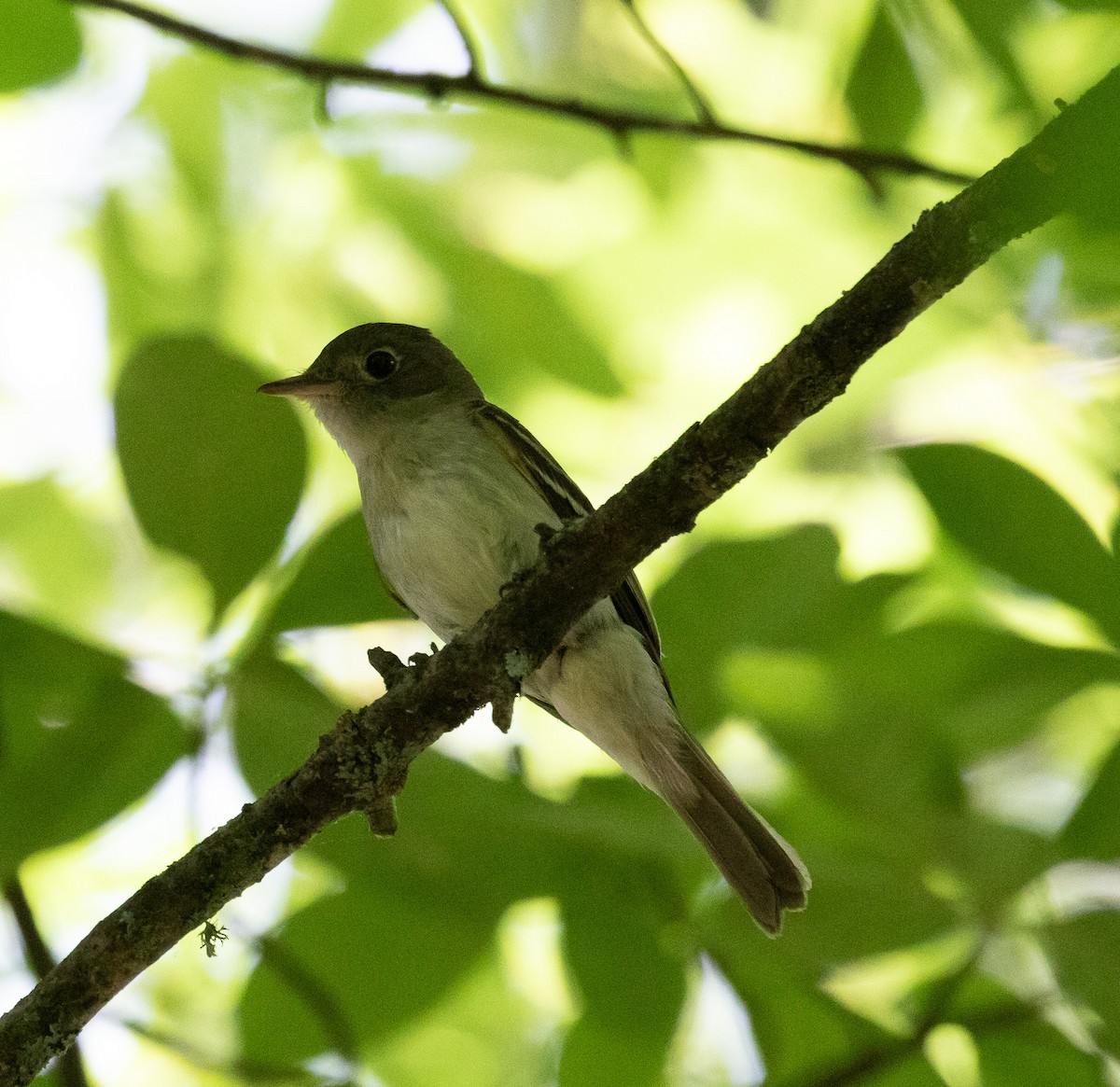 Acadian Flycatcher - ML620707768