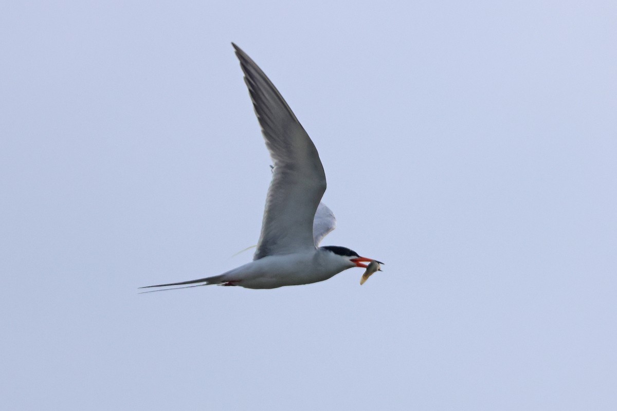 Forster's Tern - ML620707780