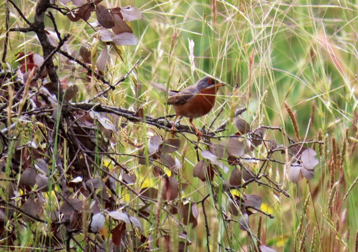 Txinbo papargorrizta iberiarra - ML620707781