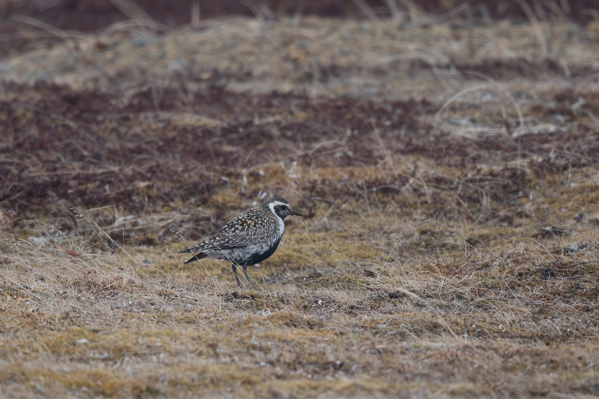 Tundra-Goldregenpfeifer - ML620707783