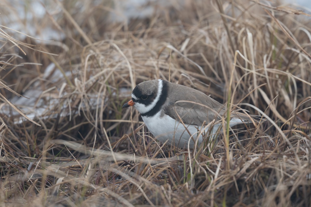 Semipalmated Plover - ML620707787
