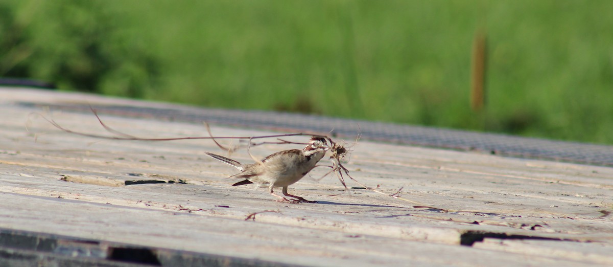 Lark Sparrow - ML620707789