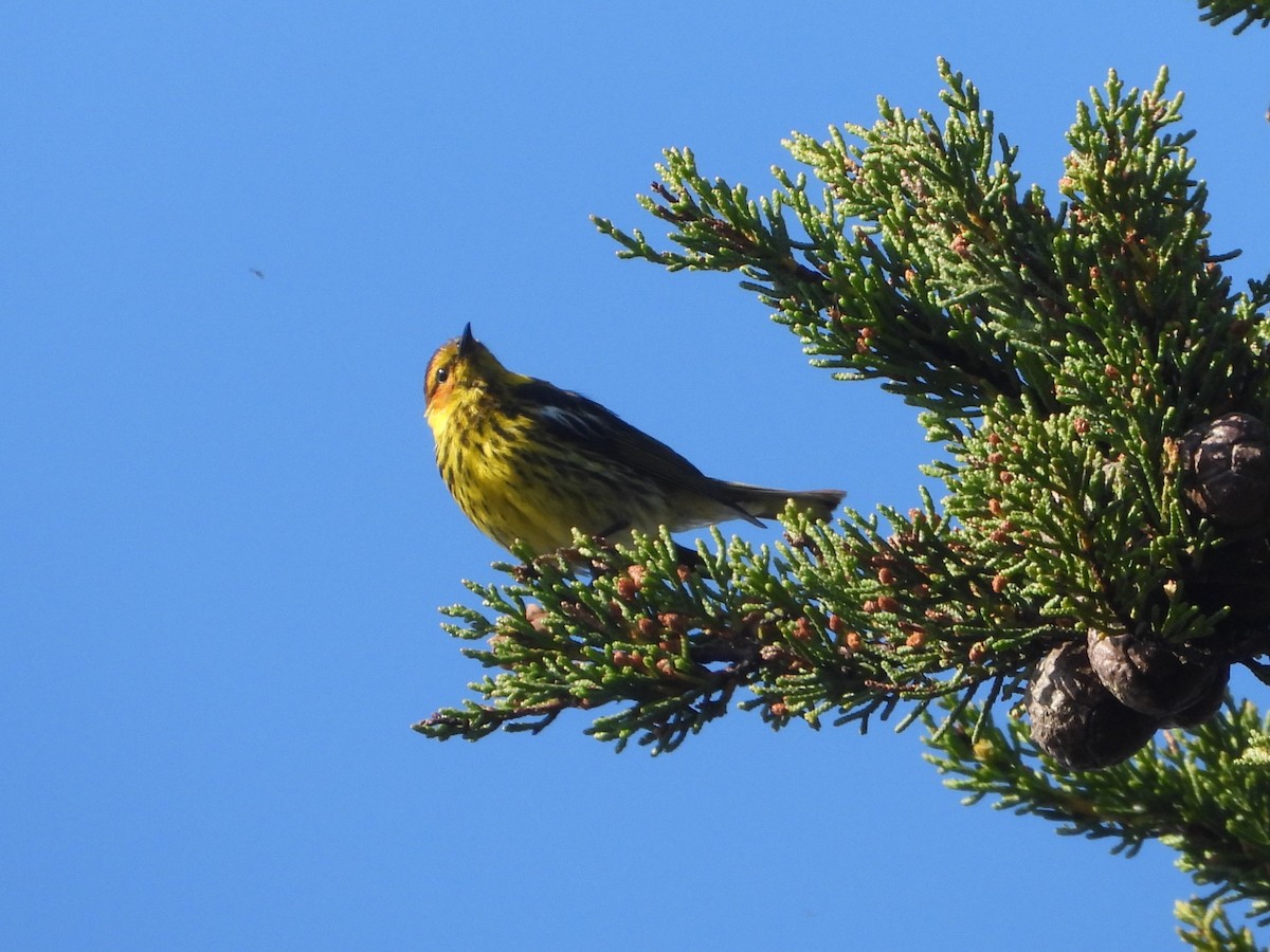 Cape May Warbler - ML620707792