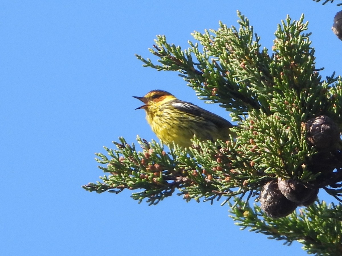 Cape May Warbler - ML620707795