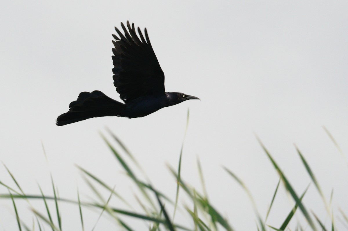 Great-tailed Grackle - ML620707797