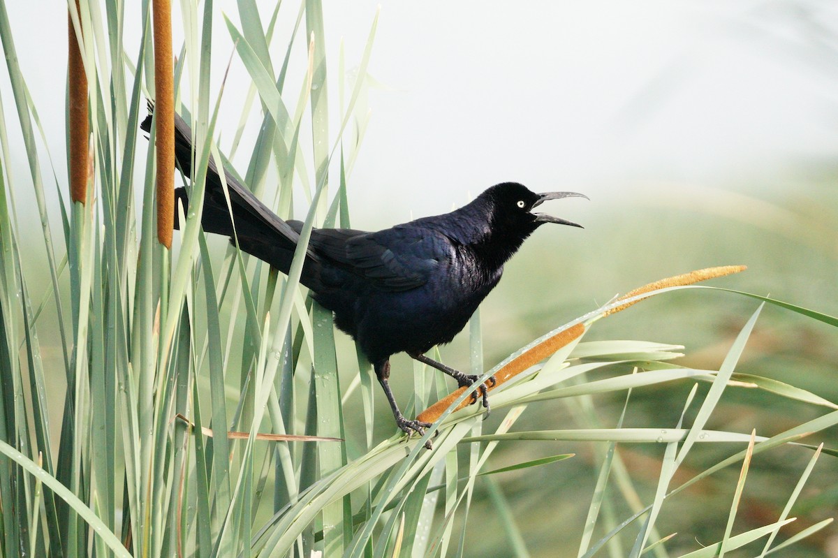 Great-tailed Grackle - ML620707798