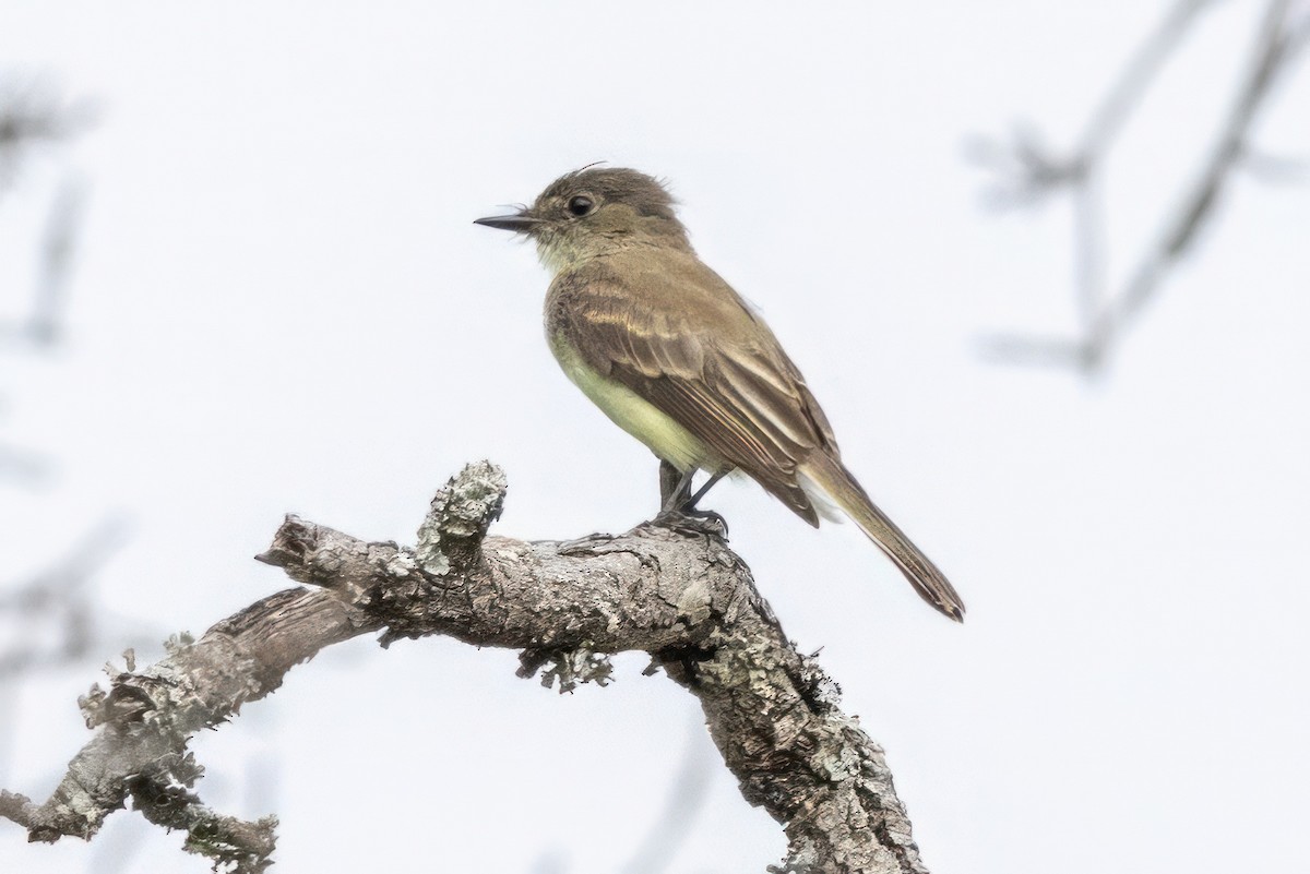 Eastern Phoebe - ML620707811