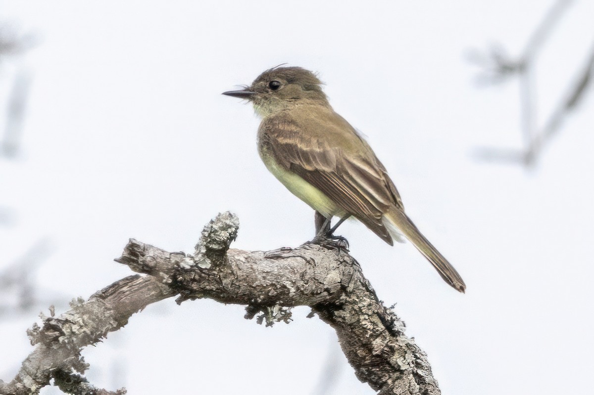 Eastern Phoebe - ML620707815