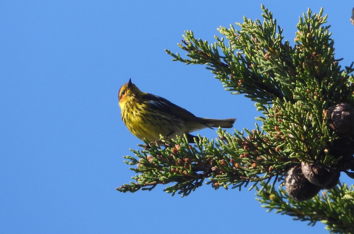 Paruline tigrée - ML620707816