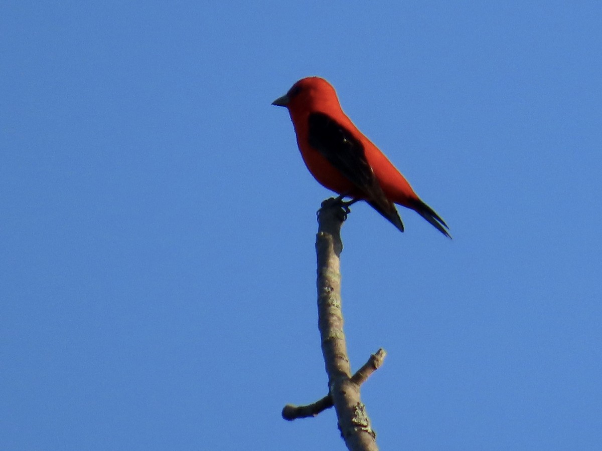 Scarlet Tanager - Angela Romanczuk