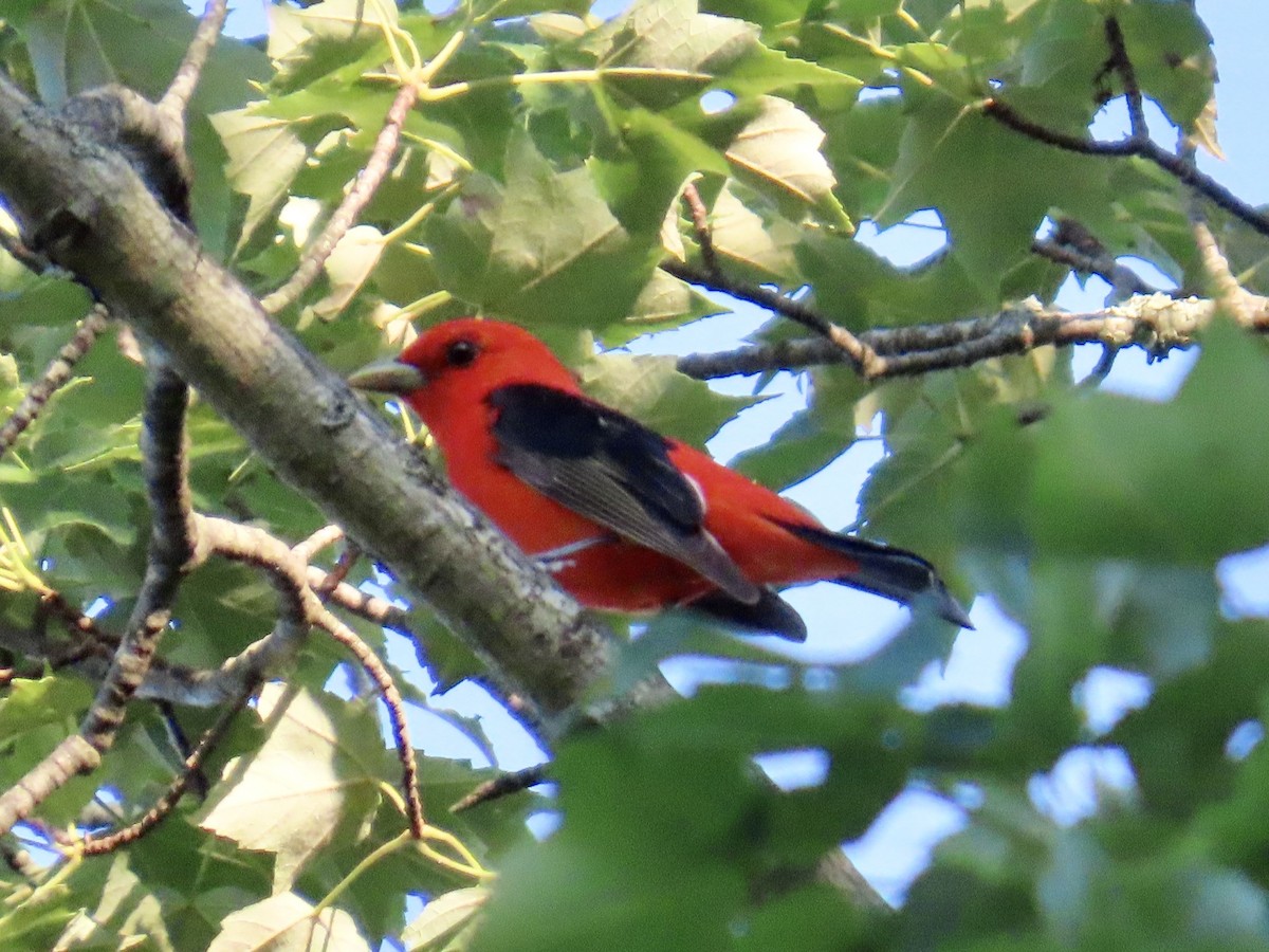 Scarlet Tanager - ML620707818