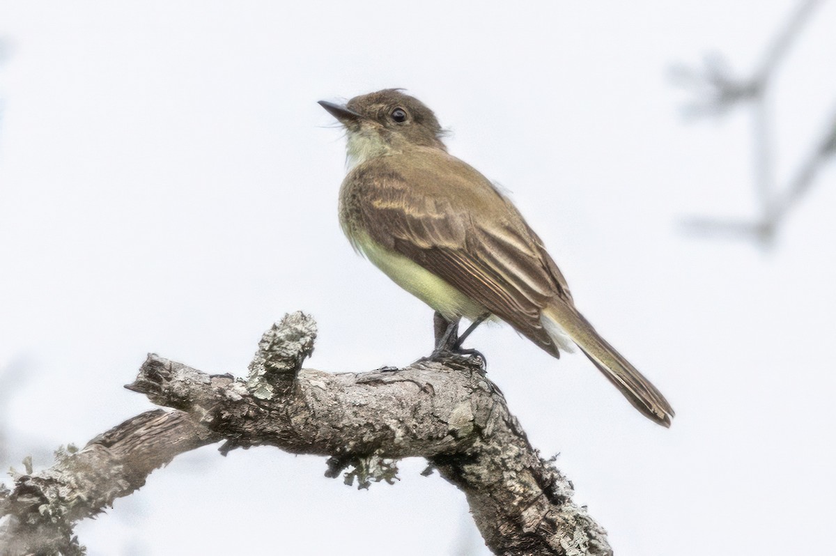 Eastern Phoebe - ML620707819