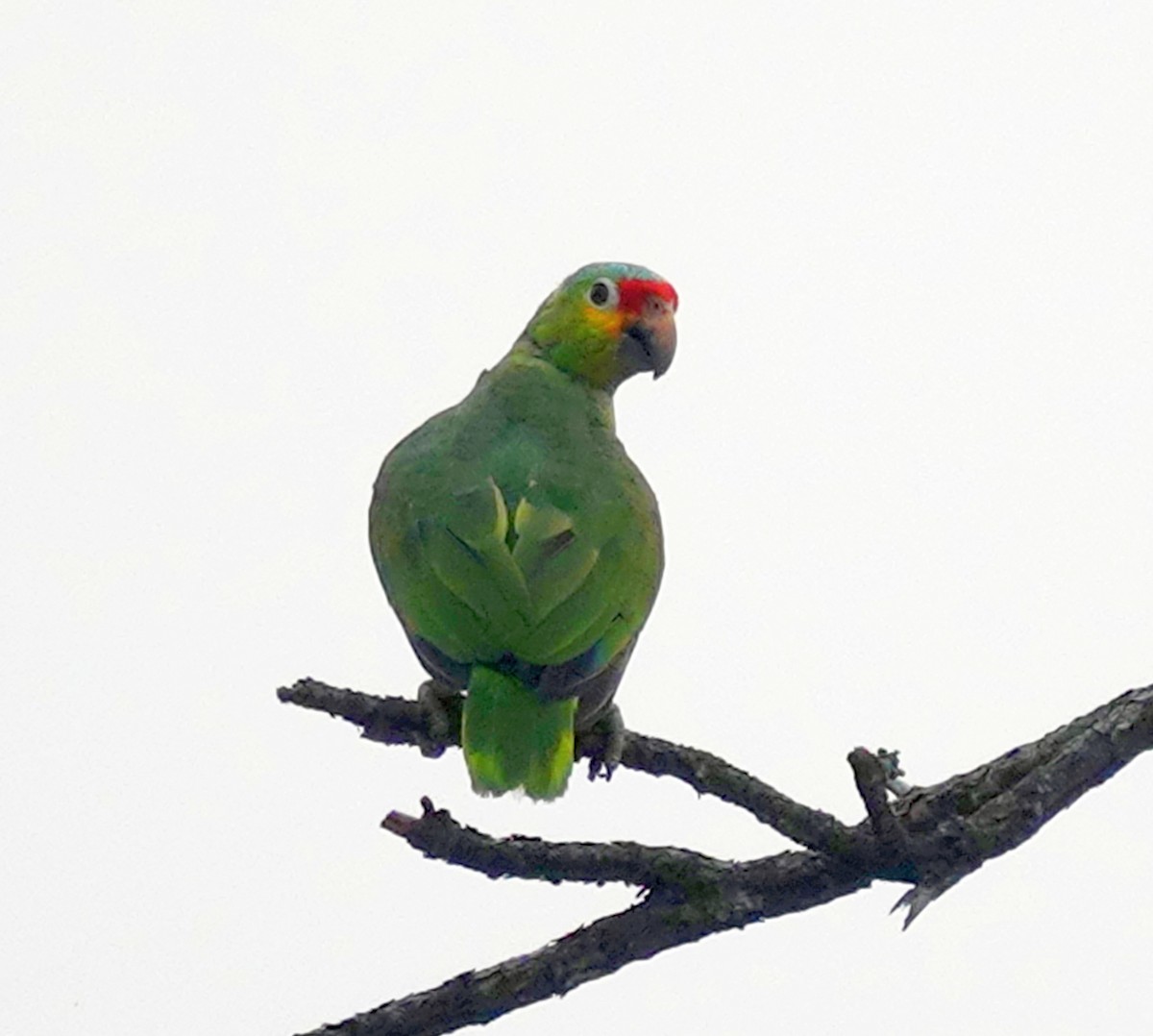 Red-lored Parrot - ML620707826