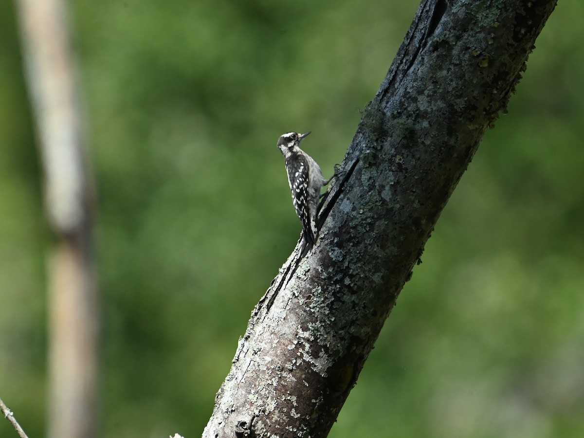 Downy Woodpecker - ML620707830