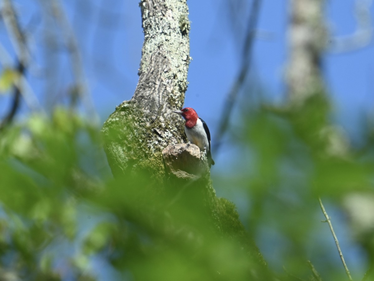 Pic à tête rouge - ML620707846