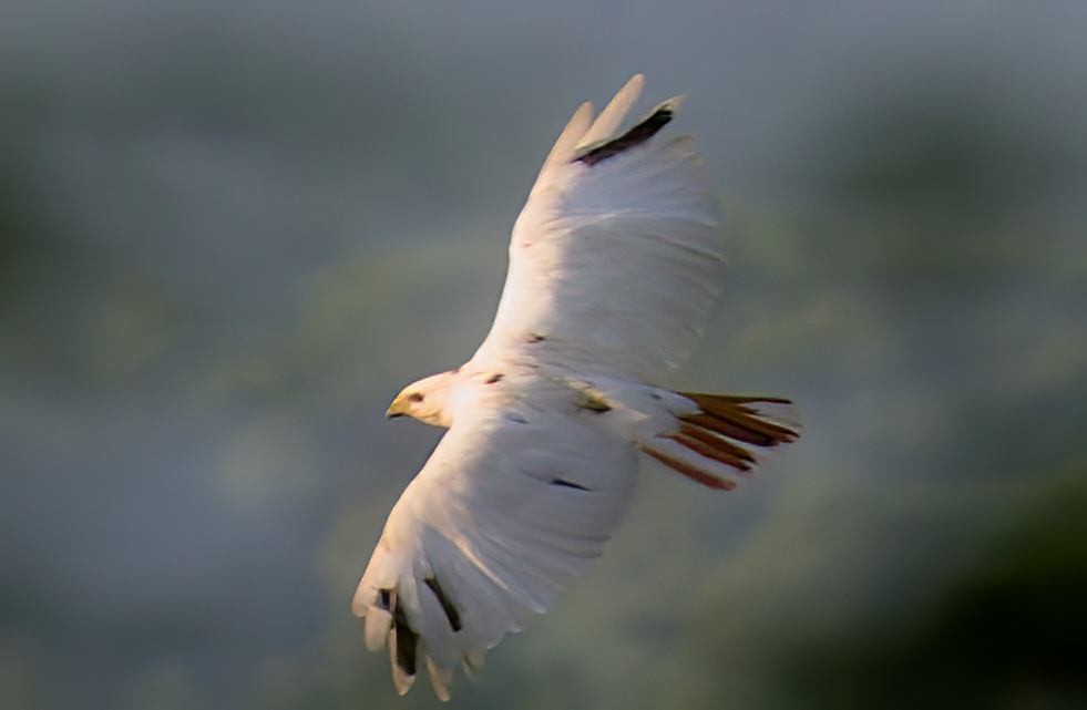 Red-tailed Hawk - ML620707847