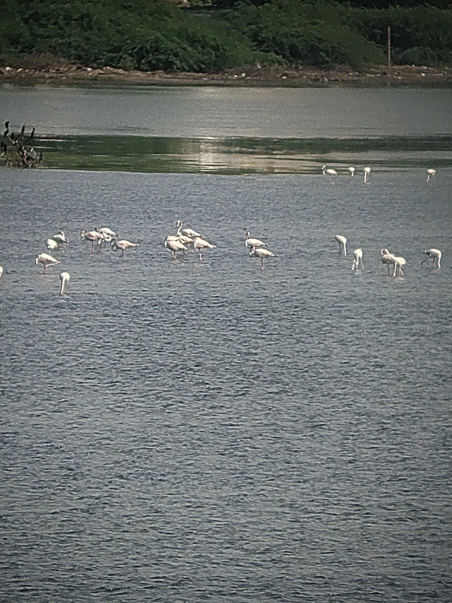 Greater Flamingo - ML620707850