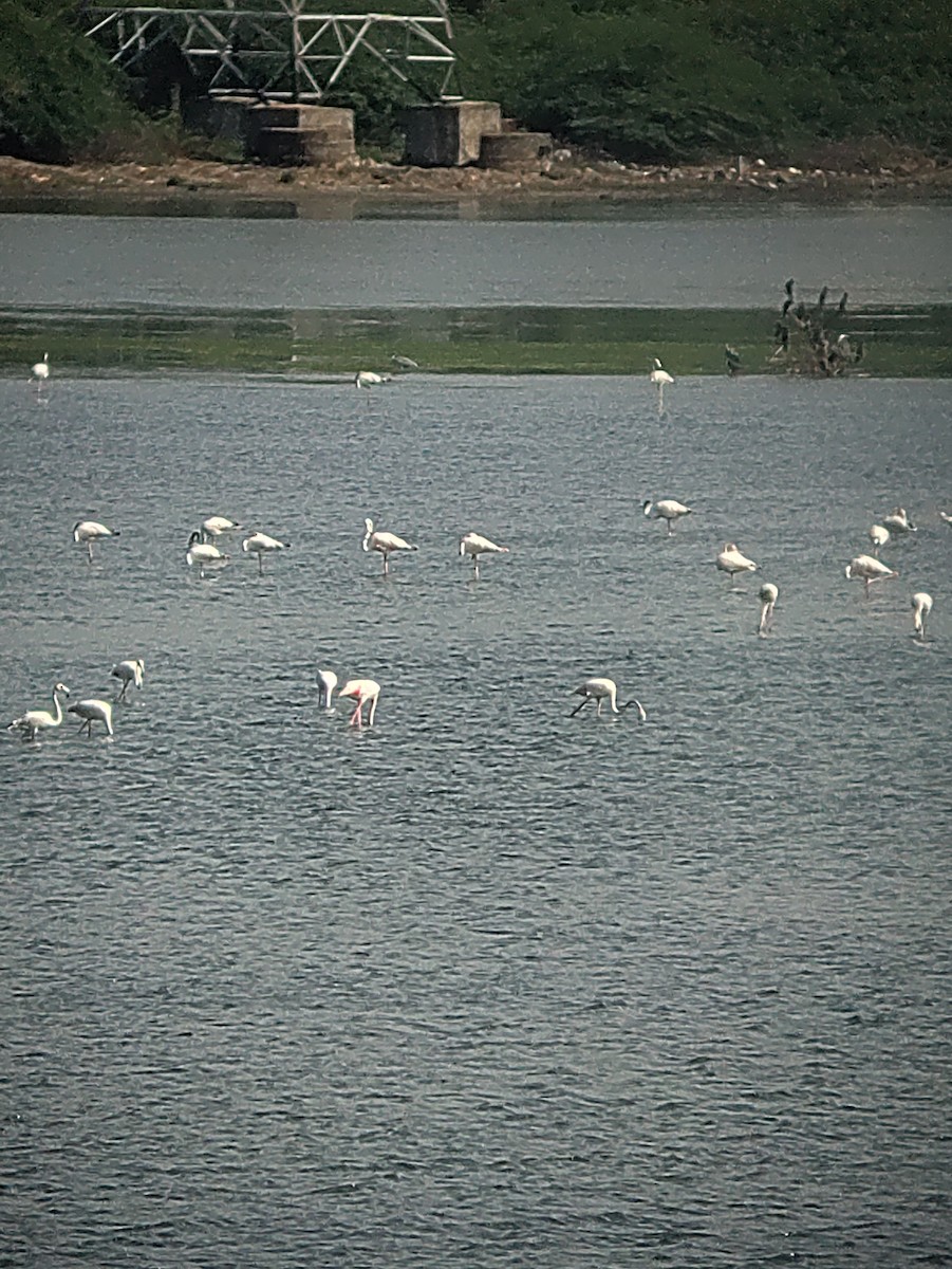 Greater Flamingo - ML620707851