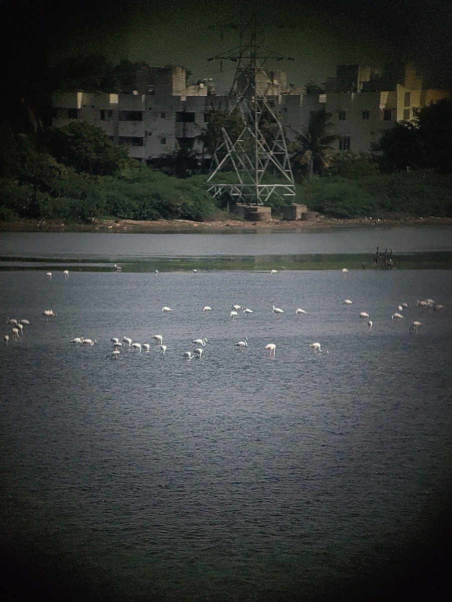 Greater Flamingo - Madhan Dhanushkodi