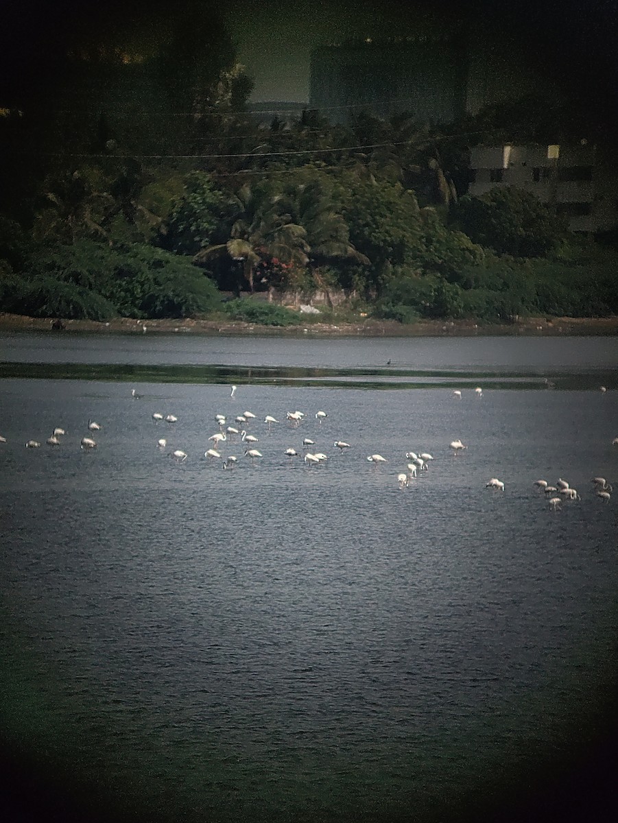 Greater Flamingo - ML620707855