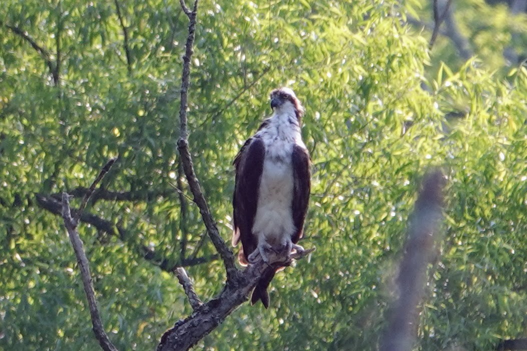 Balbuzard pêcheur - ML620707869