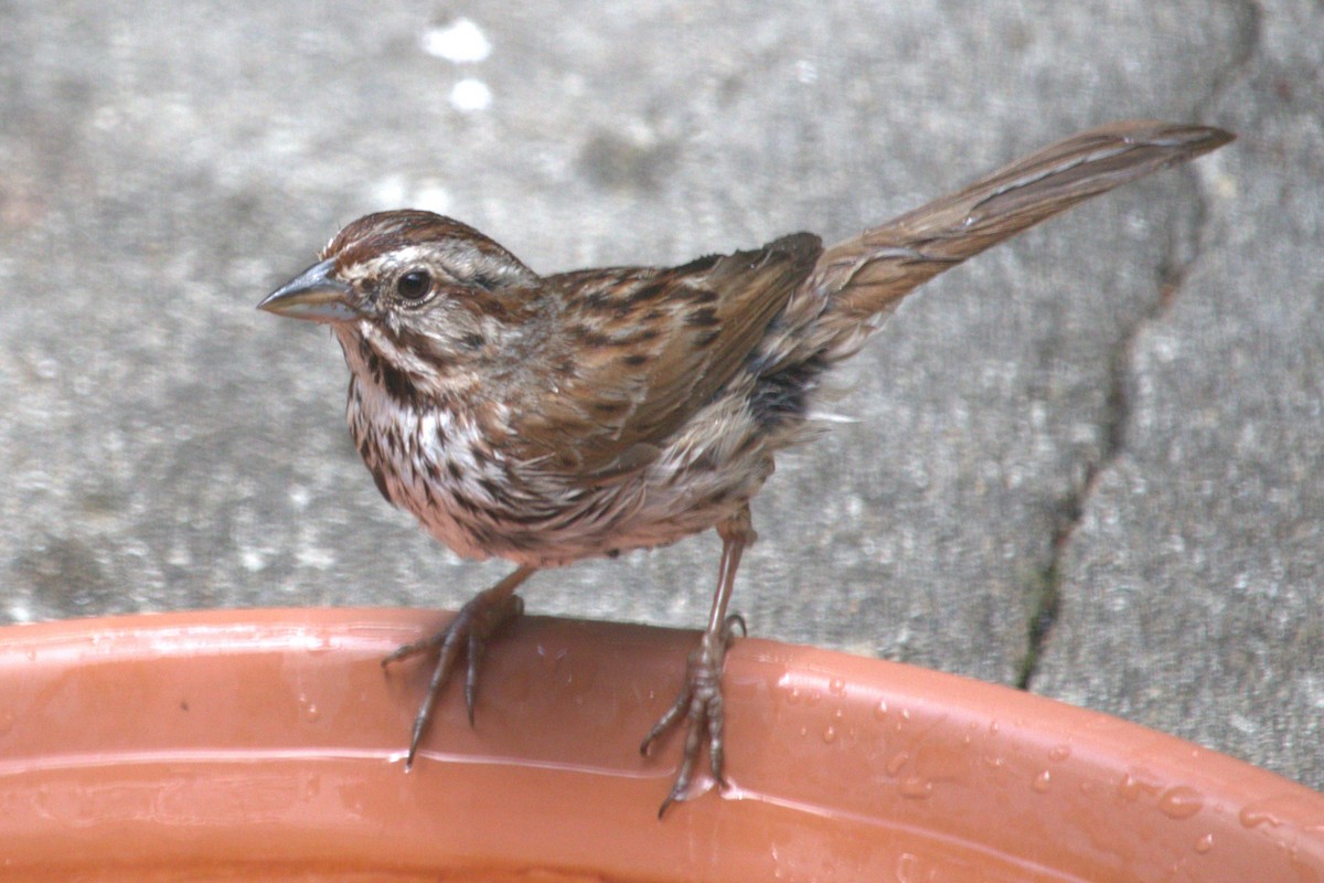 Song Sparrow - ML620707871