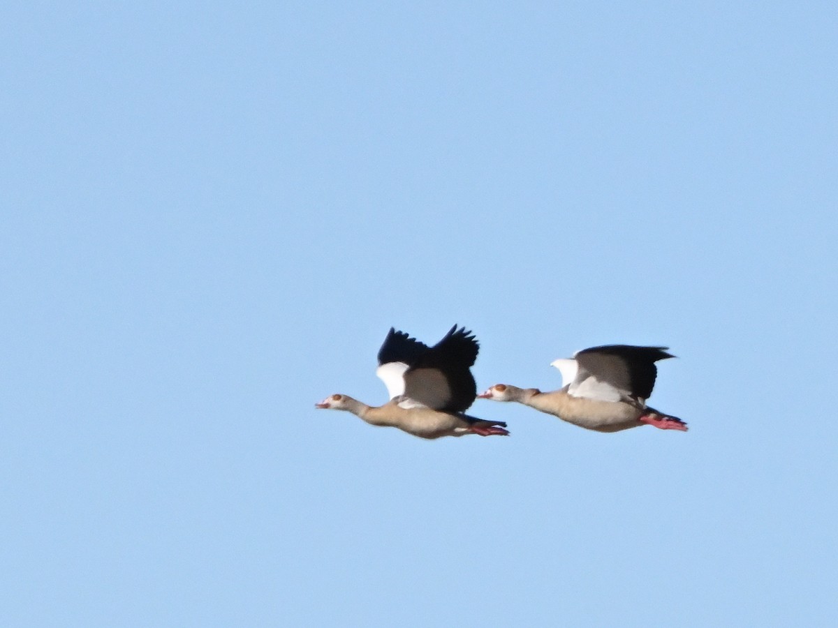 Egyptian Goose - ML620707872