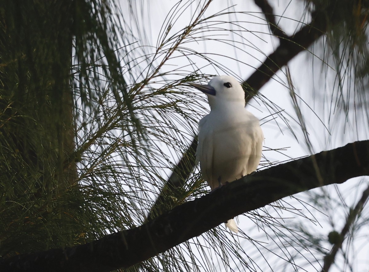 White Tern - ML620707874