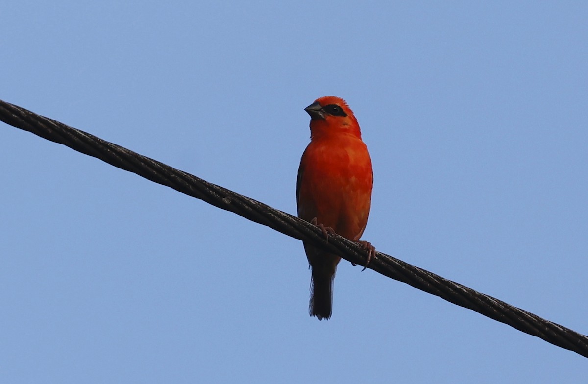 Red Fody - ML620707877