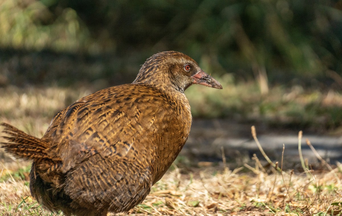 chřástal weka - ML620707889