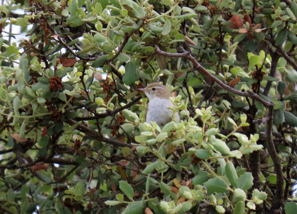 Western Bonelli's Warbler - ML620707895