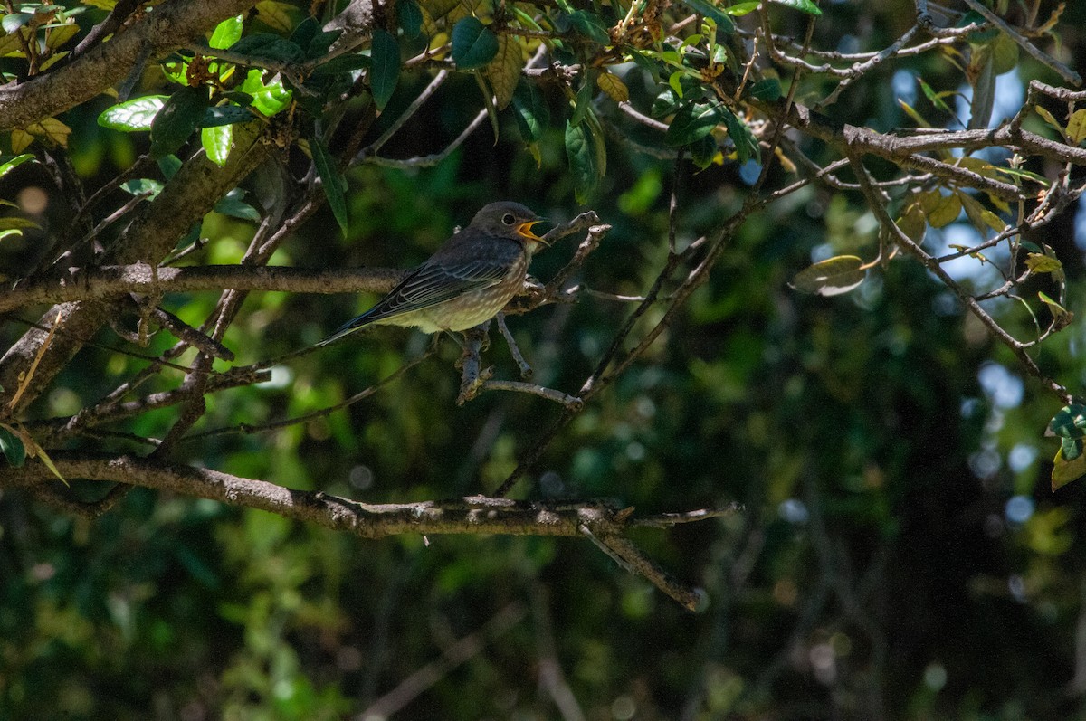 Western Bluebird - ML620707900