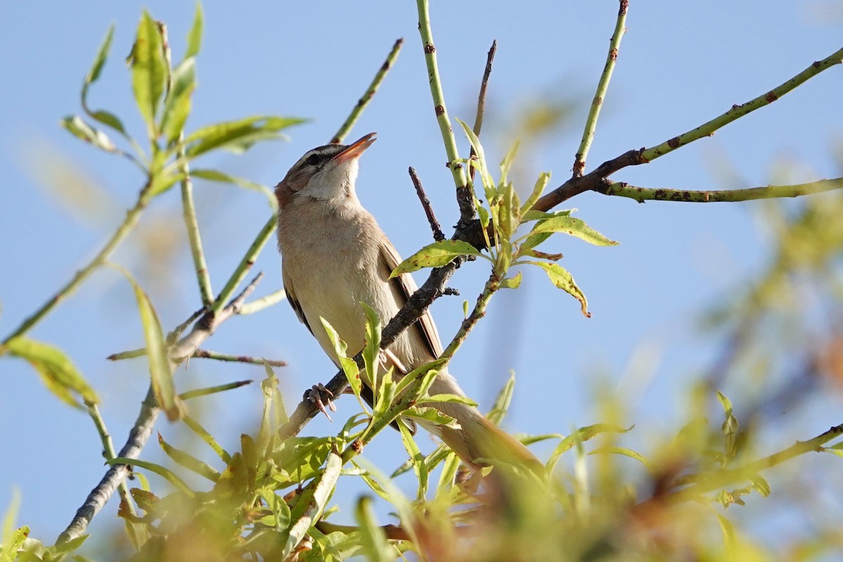 Rufous-tailed Scrub-Robin - ML620707910