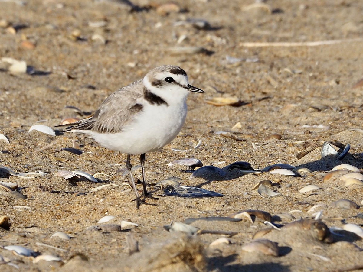 Kentish Plover (Kentish) - ML620707911